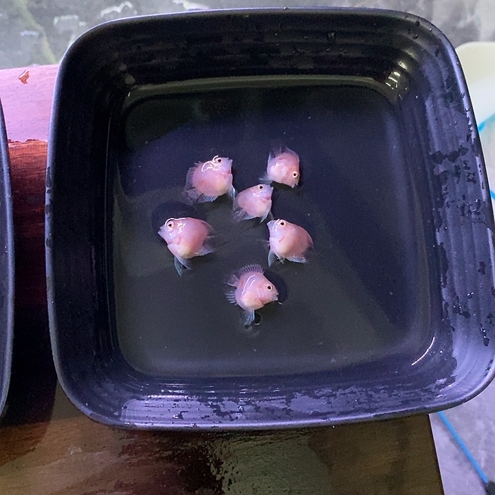 鹦鹉鱼胭脂粉2个月5条送一条