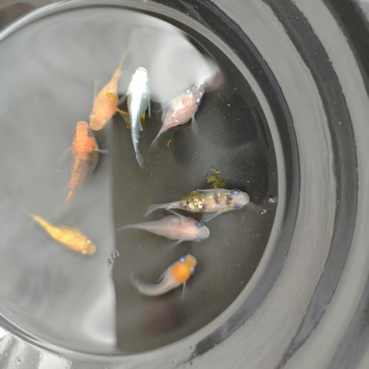 观背青鳉球球混合鱼卵（自家繁殖健康好养活不用打氧自来水养殖）