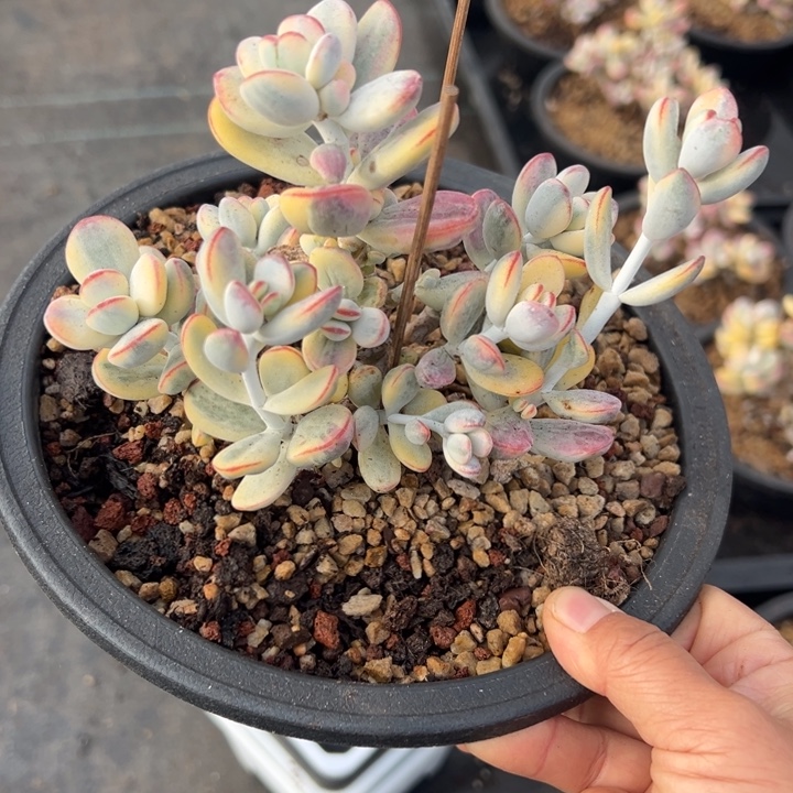无花朵108号福娘锦无砍18盆
