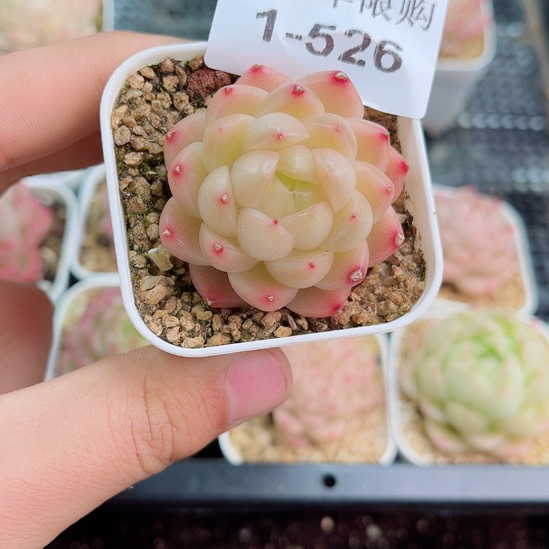 1-526 新疆西藏内蒙不发12.8包邮2-3公分多肉