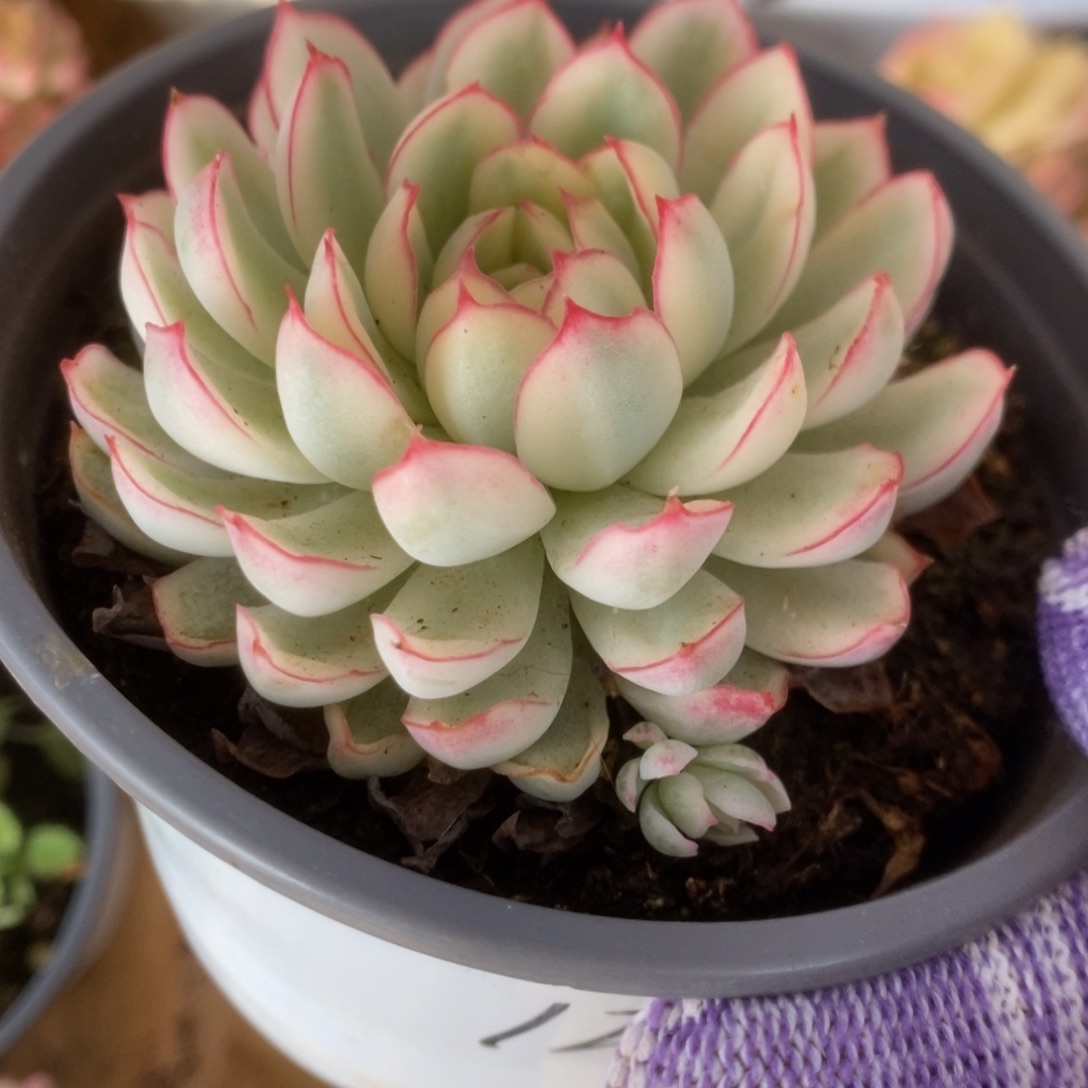 648白覆轮梦幻玫瑰锦