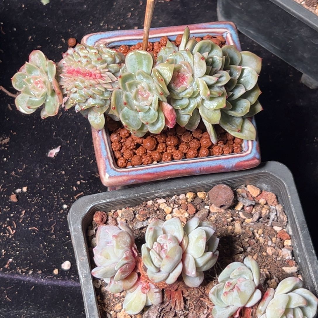 新年快乐 新年快乐 新年快乐 两个 买一给一