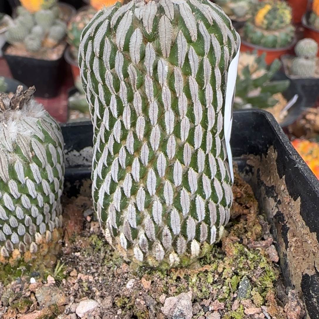 ༄***࿐无花朵丸子470仙人球