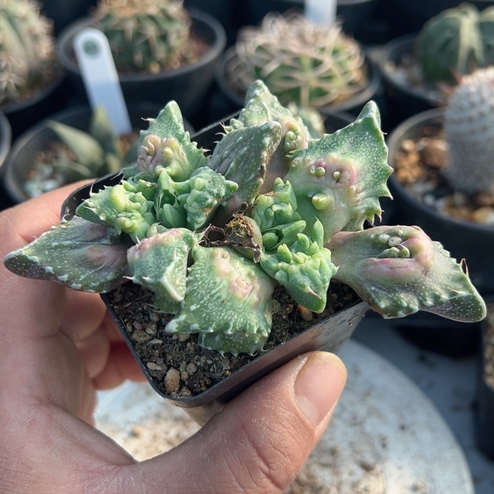 完全开放特价商品脱土发