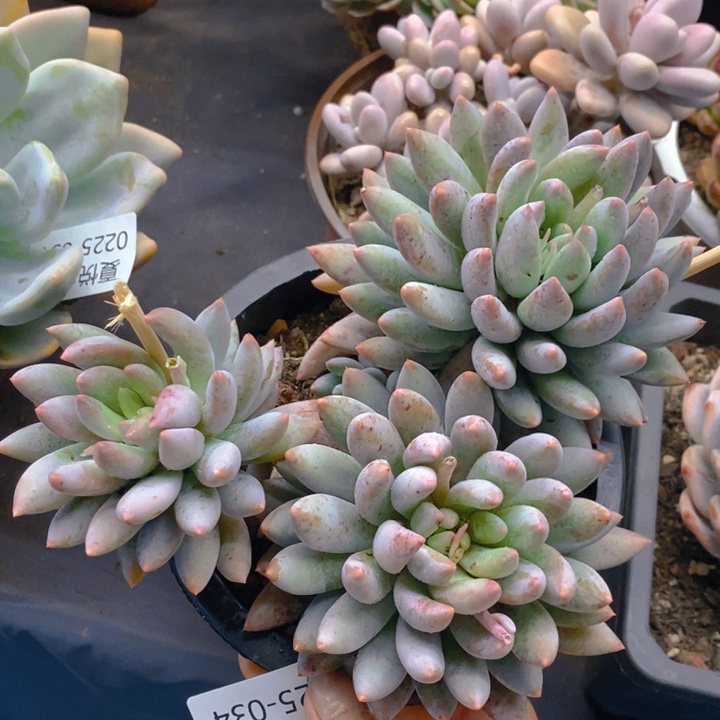 夏悦多肉 0225-34所罗门