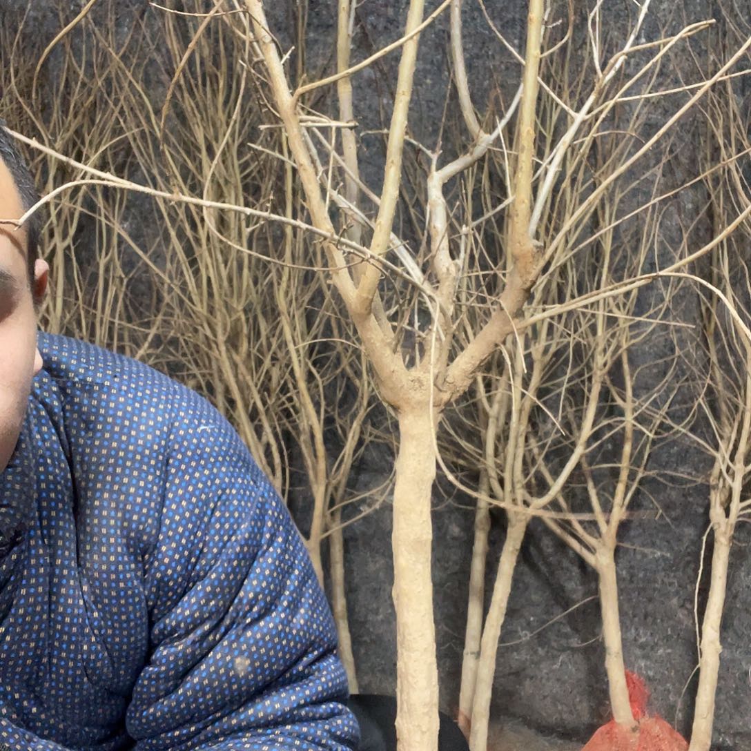 完全开放软籽石榴