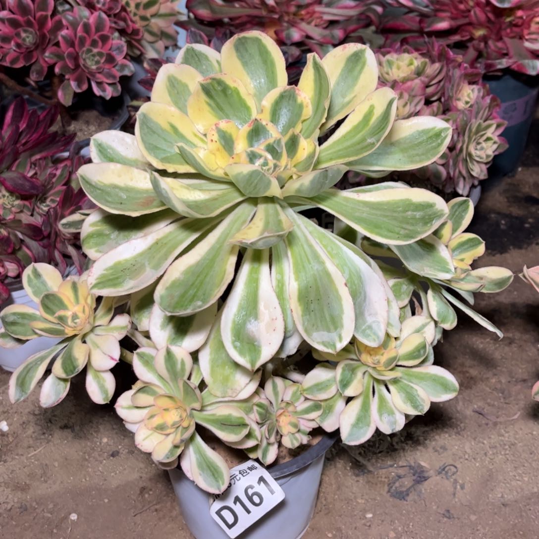 161多肉植物艳姿锦