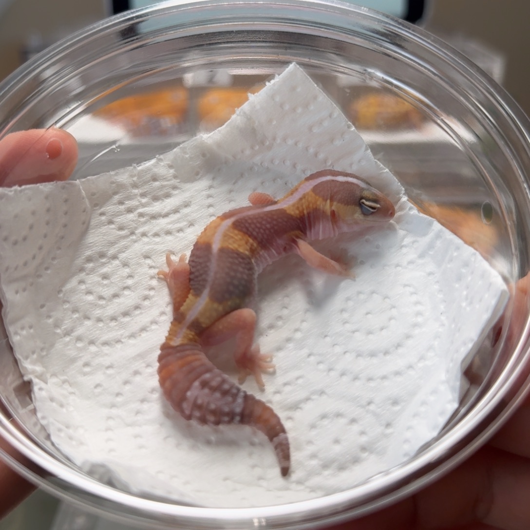 肥尾守宫橘白妹妹