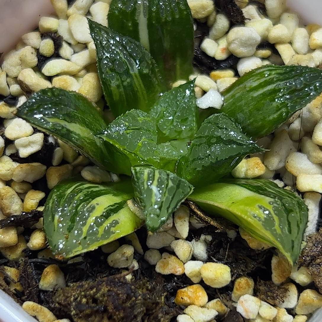 青木女王锦十二卷多肉