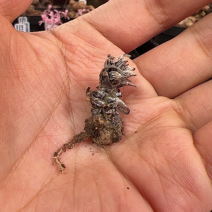 福利，钟小馗扦插有根