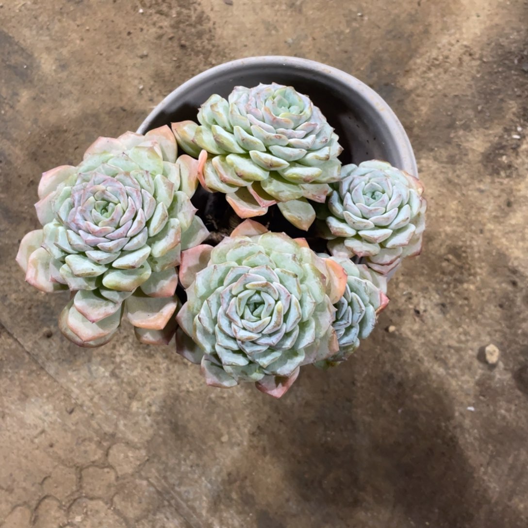 大****冰魄冠幅15公分一物一拍