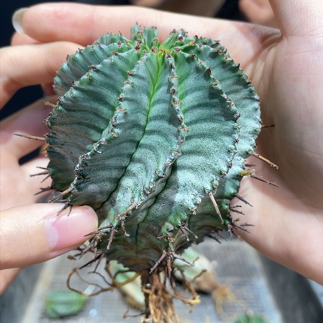 1号7cm螺旋斑马线魁伟玉自根名品侧芽