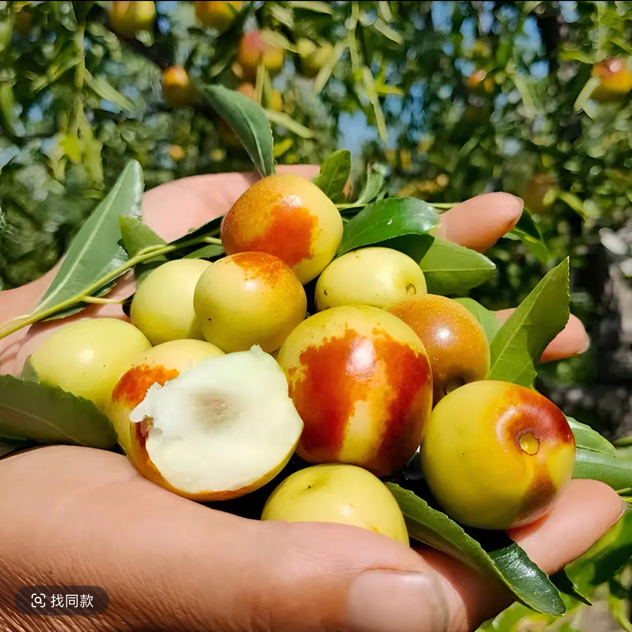 现摘冰糖冬枣脆甜多汁当季新鲜水果HY