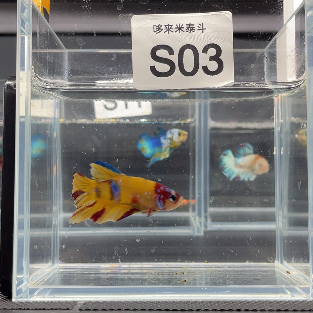 斗鱼11.26下午03号糖果将军公