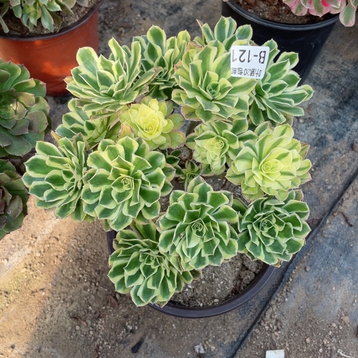 121白兰地无主头12345678123456789