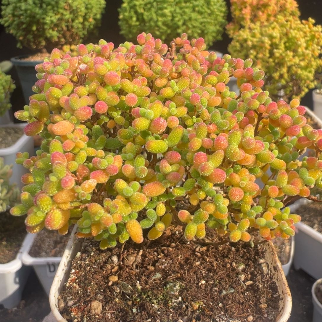 香****D7574蜜桔糖球枝干