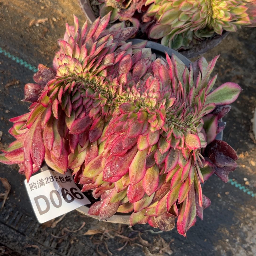 066多肉植物舞天姬缀化