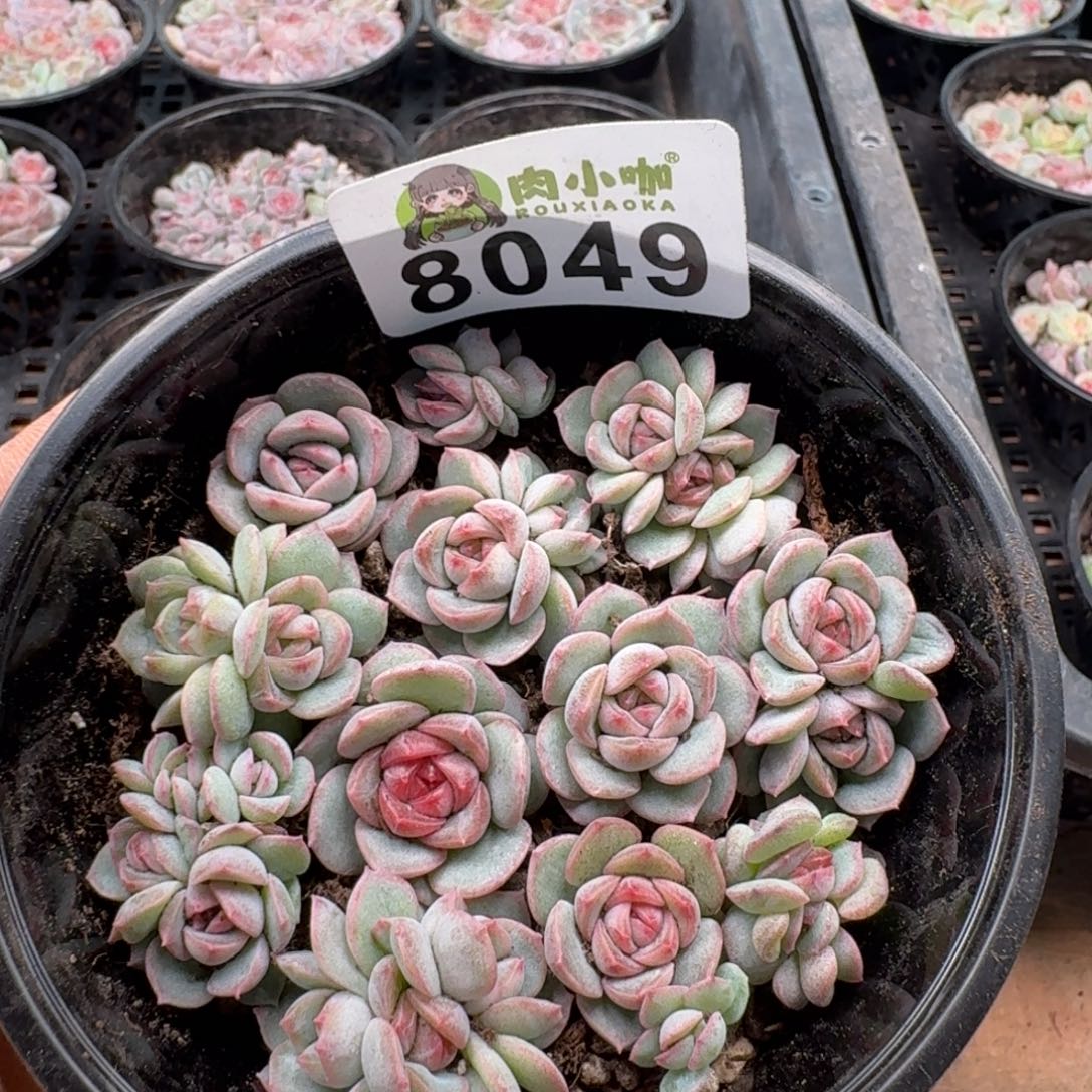 多肉植物多肉植物