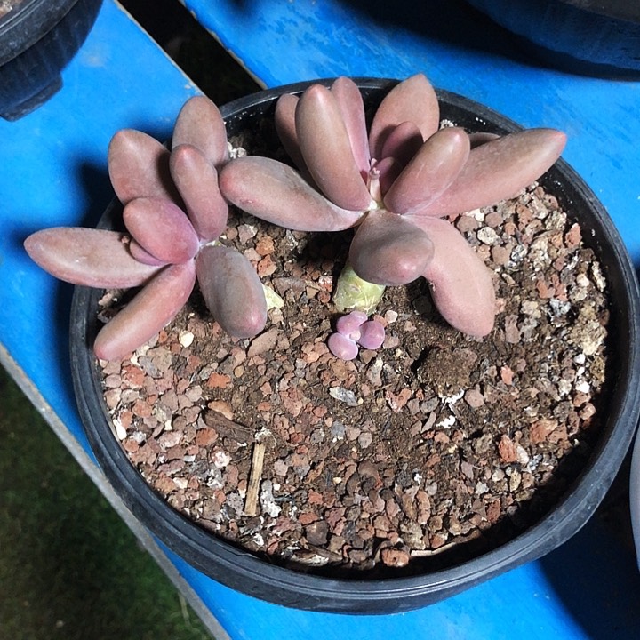 糖果美人多肉植物