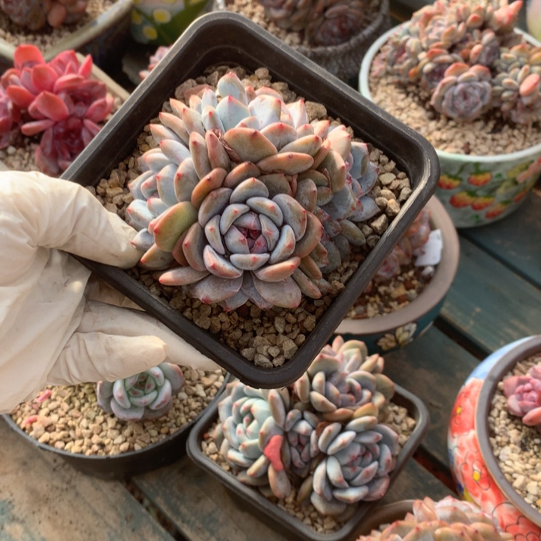 无花朵哈哈哈哈哈哈哈哈哈哈13