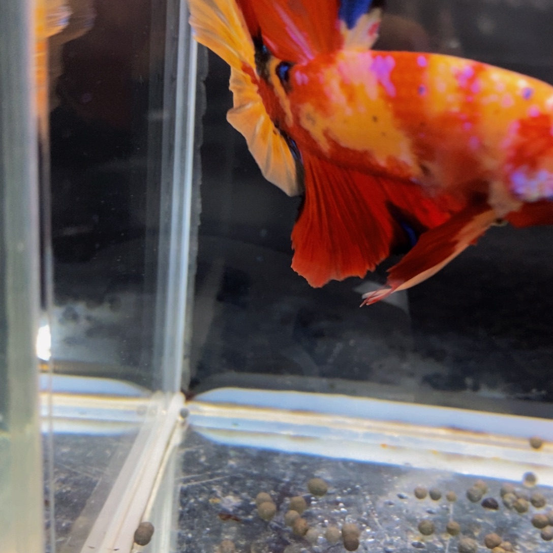 斗鱼297巨斗巨斗