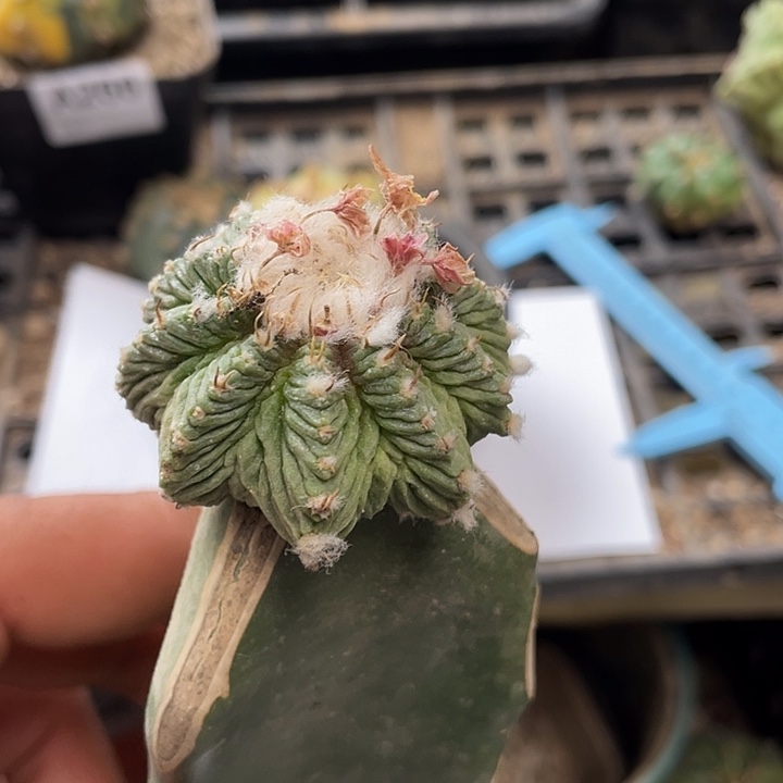 老花龙464号仙人球
