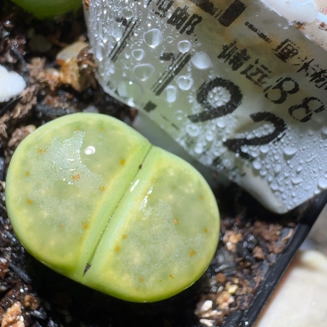 zzz好货也福利1192