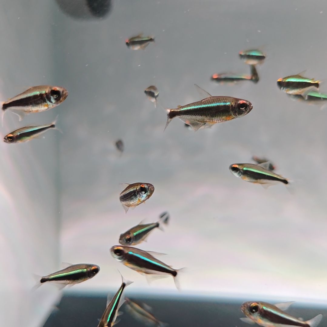 灯科鱼水灵灯2条随机