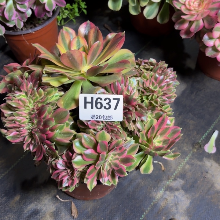 瑞妈，，，。。。。637洛神缀