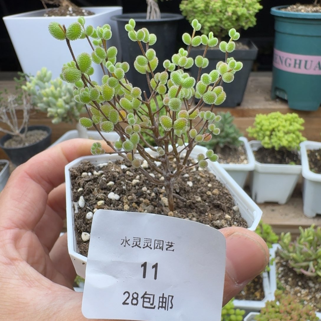 11号实生糖球。         