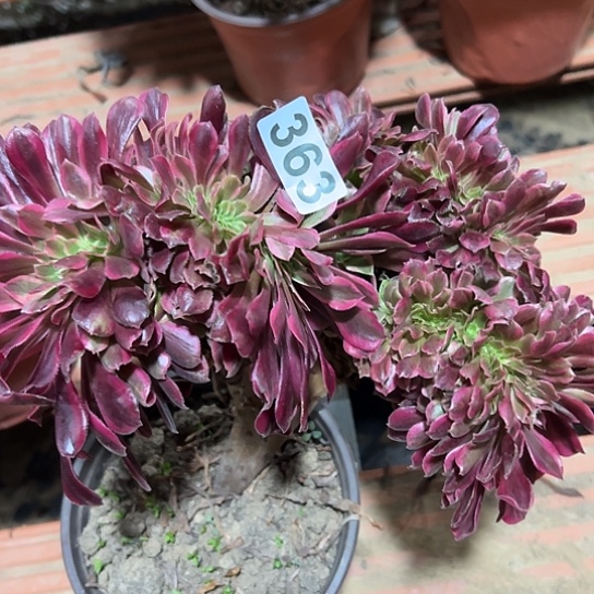 伊***苒多肉植物一个美杜莎363