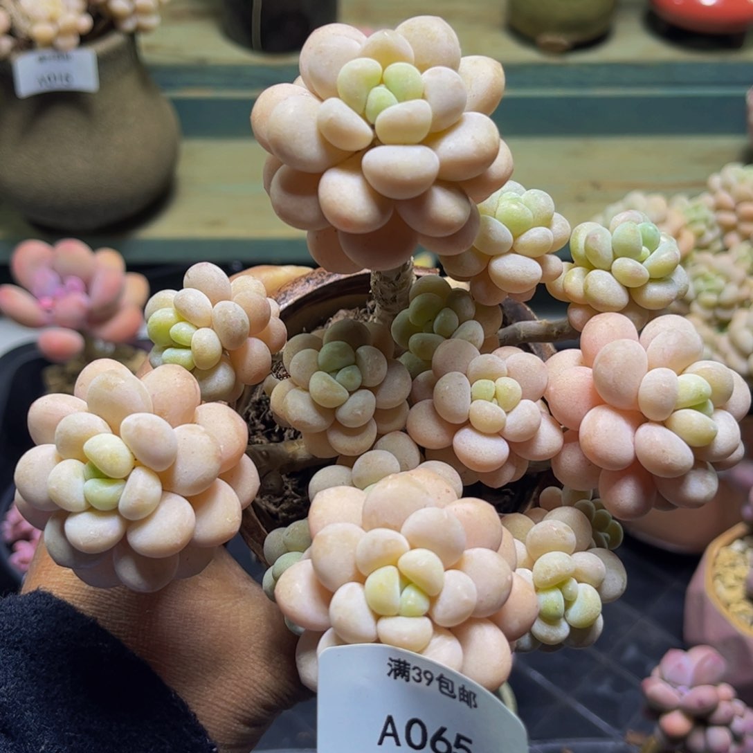 洛可可065/11cm多肉