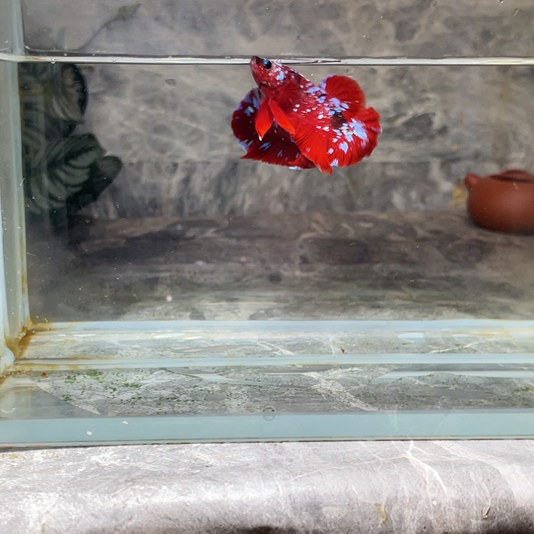 海水鱼育平斗鱼泰国斗鱼