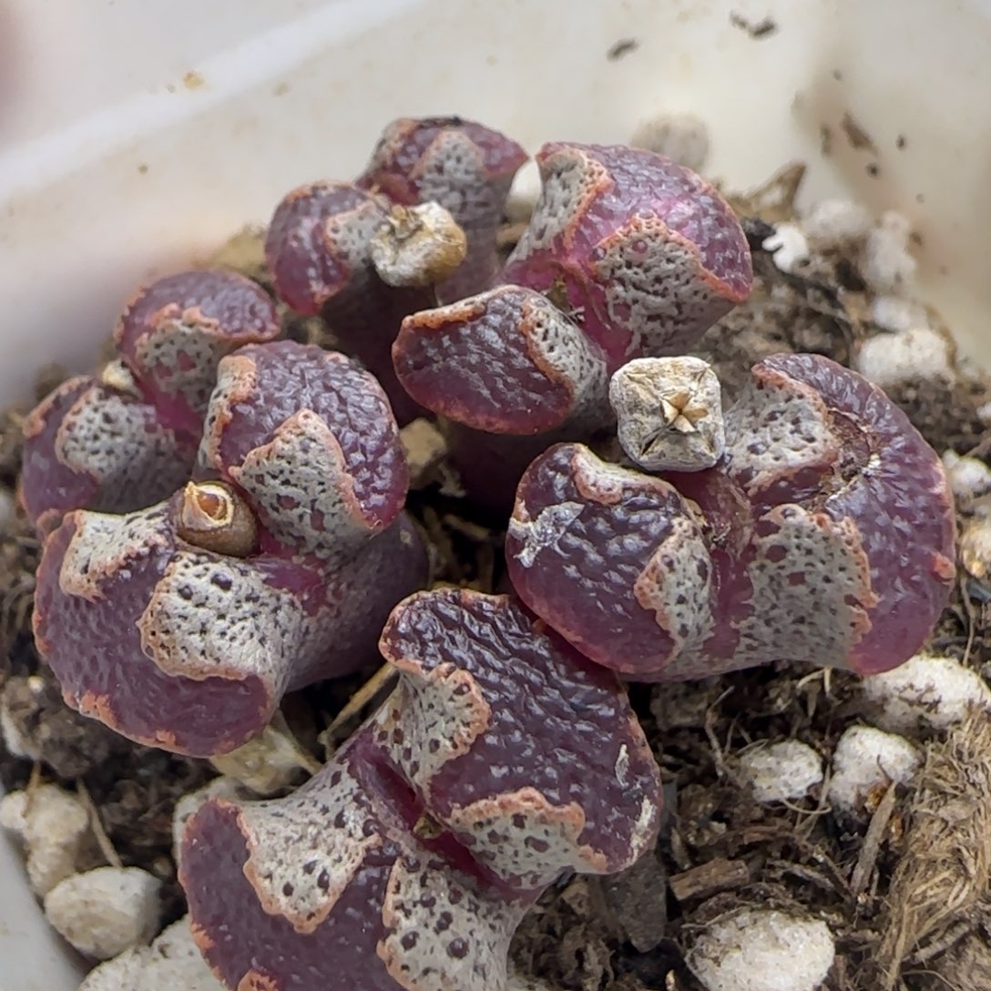 大窗超碟群多肉植物97