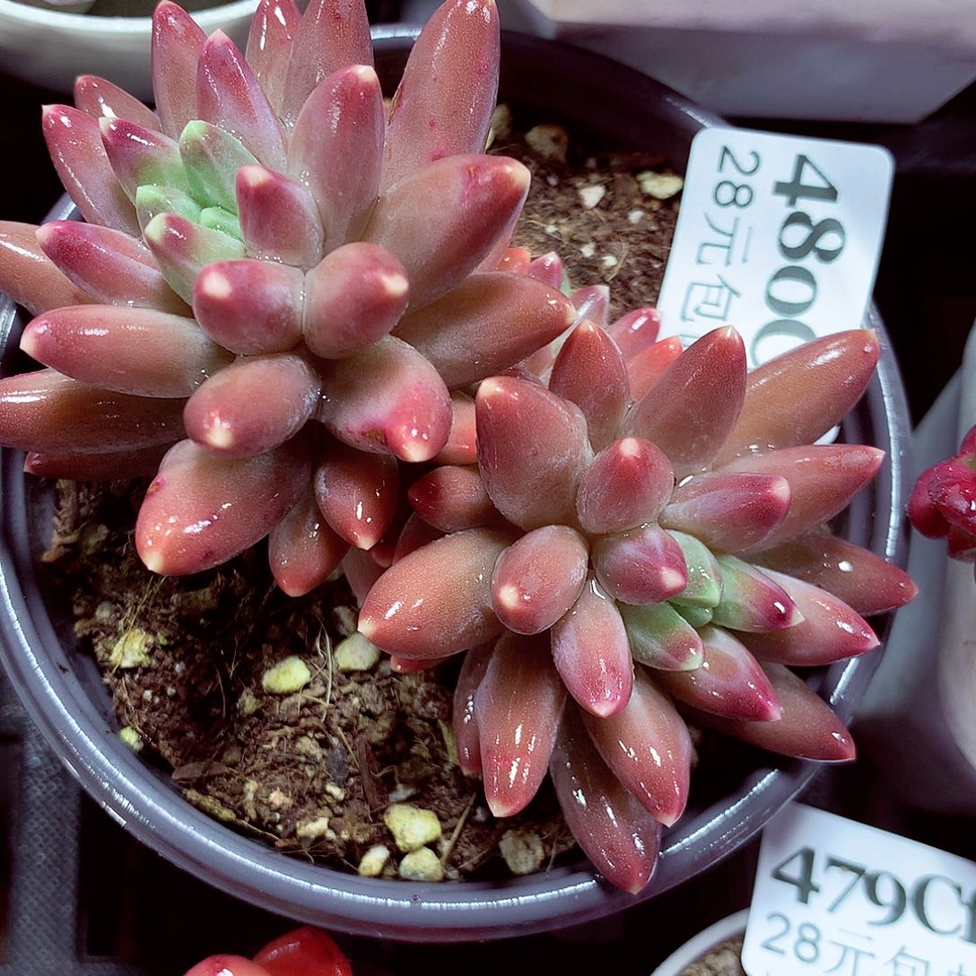 5厘米盆精控多肉480