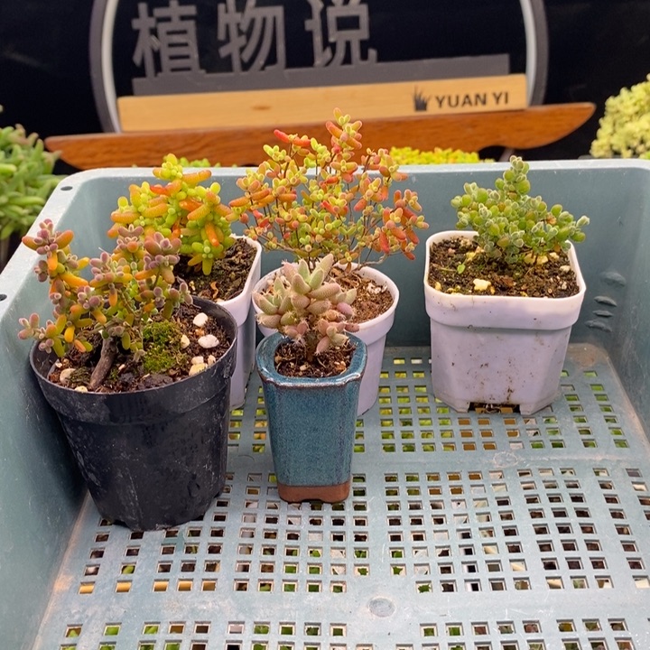9***无花朵106新手套餐