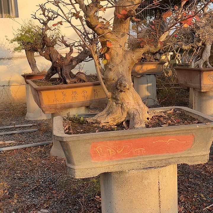 用***9无花朵哈哈哈哈哈