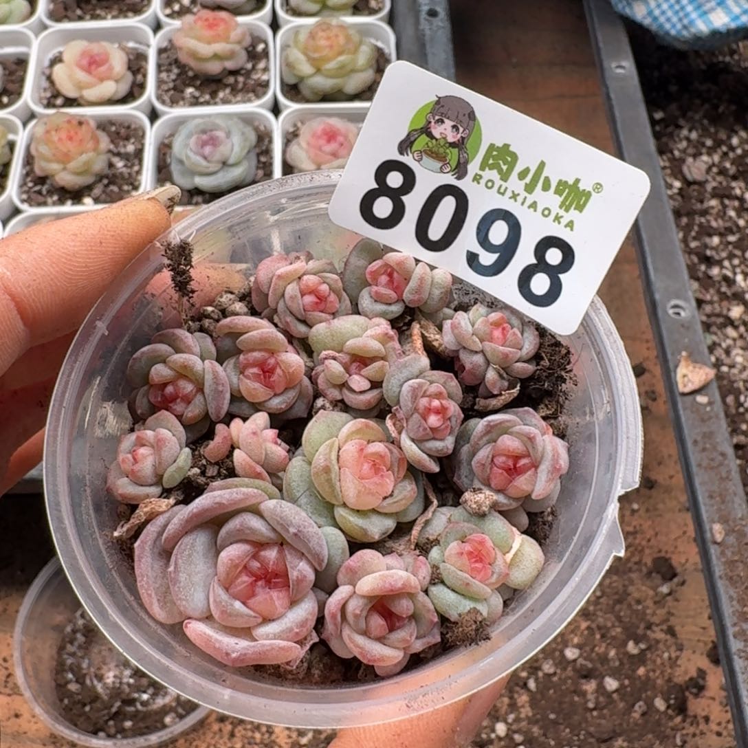 多肉植物多肉植物