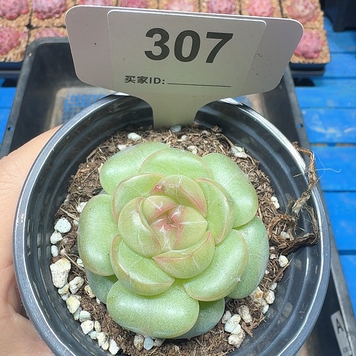 珍妮多肉植物307