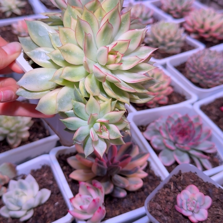 宝莲灯锦多肉植物