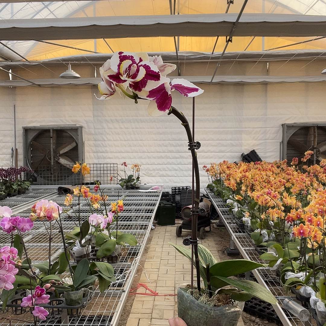 尽***8完全开放蝴蝶兰1个 不售后