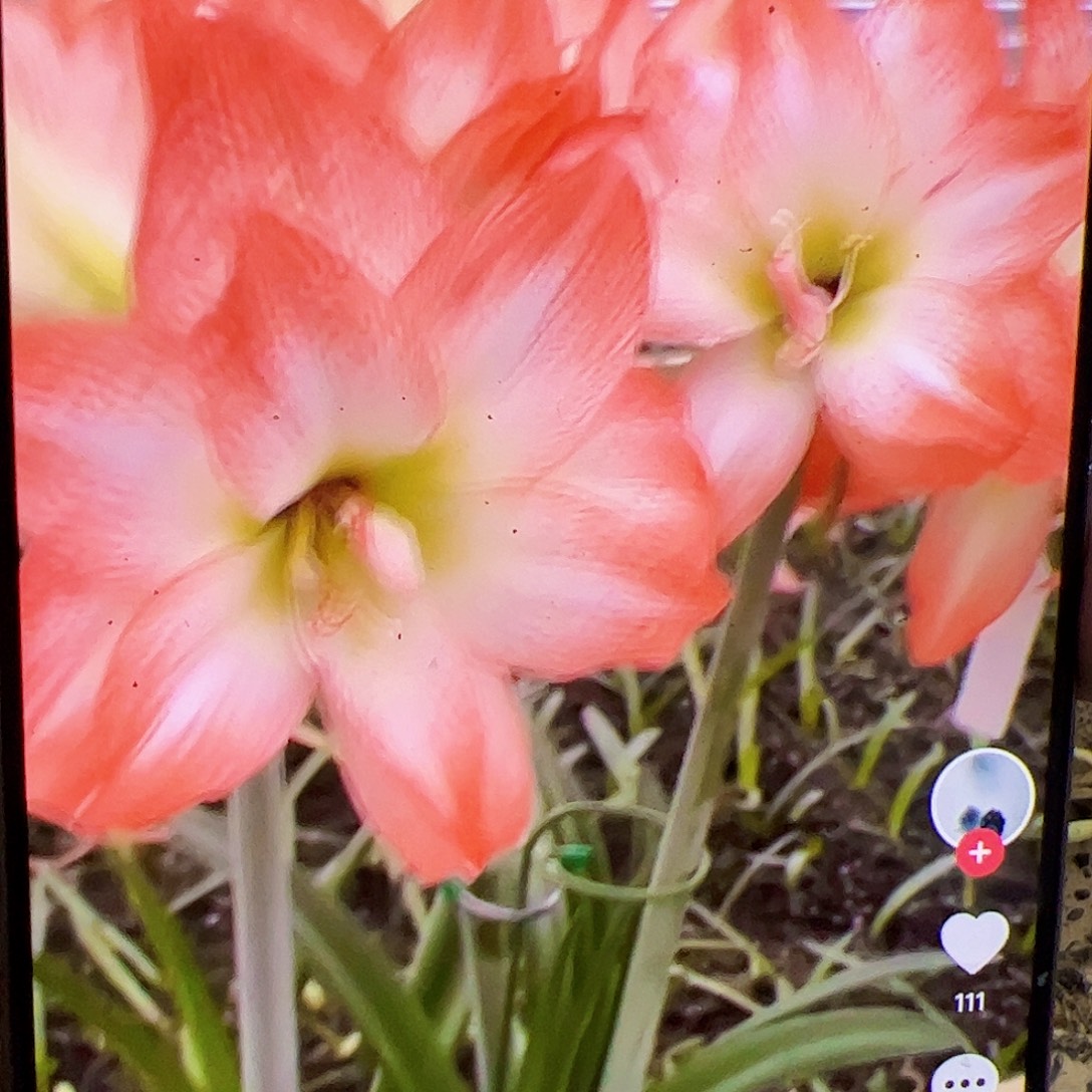 朱顶红重瓣焦点6cm+