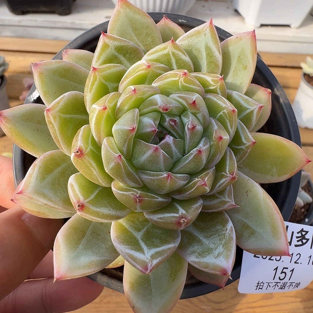 雪花珍妮1111210-151