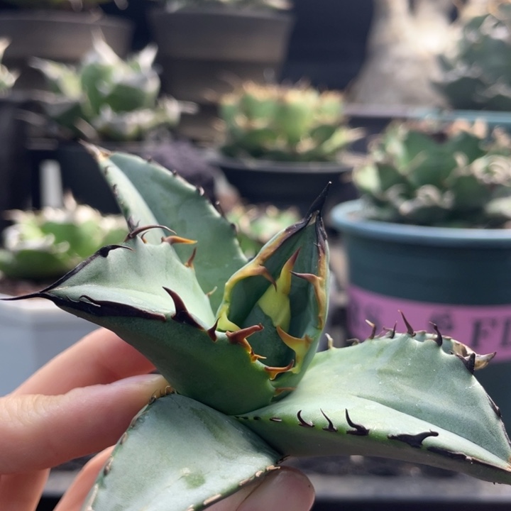 【闪购商品】野二代 顶芽蓝肌