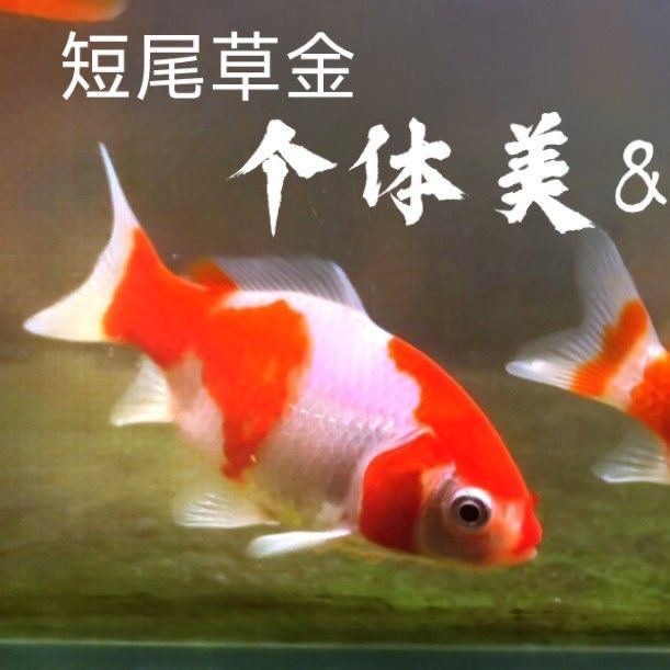 短尾草金专拍（直播专用）