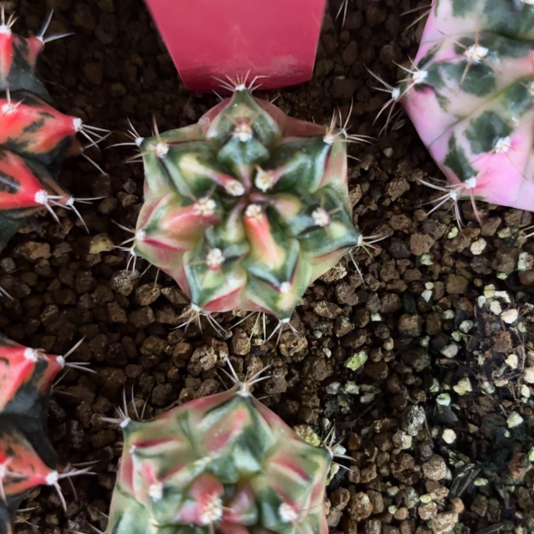 240-1213泰国发货多肉