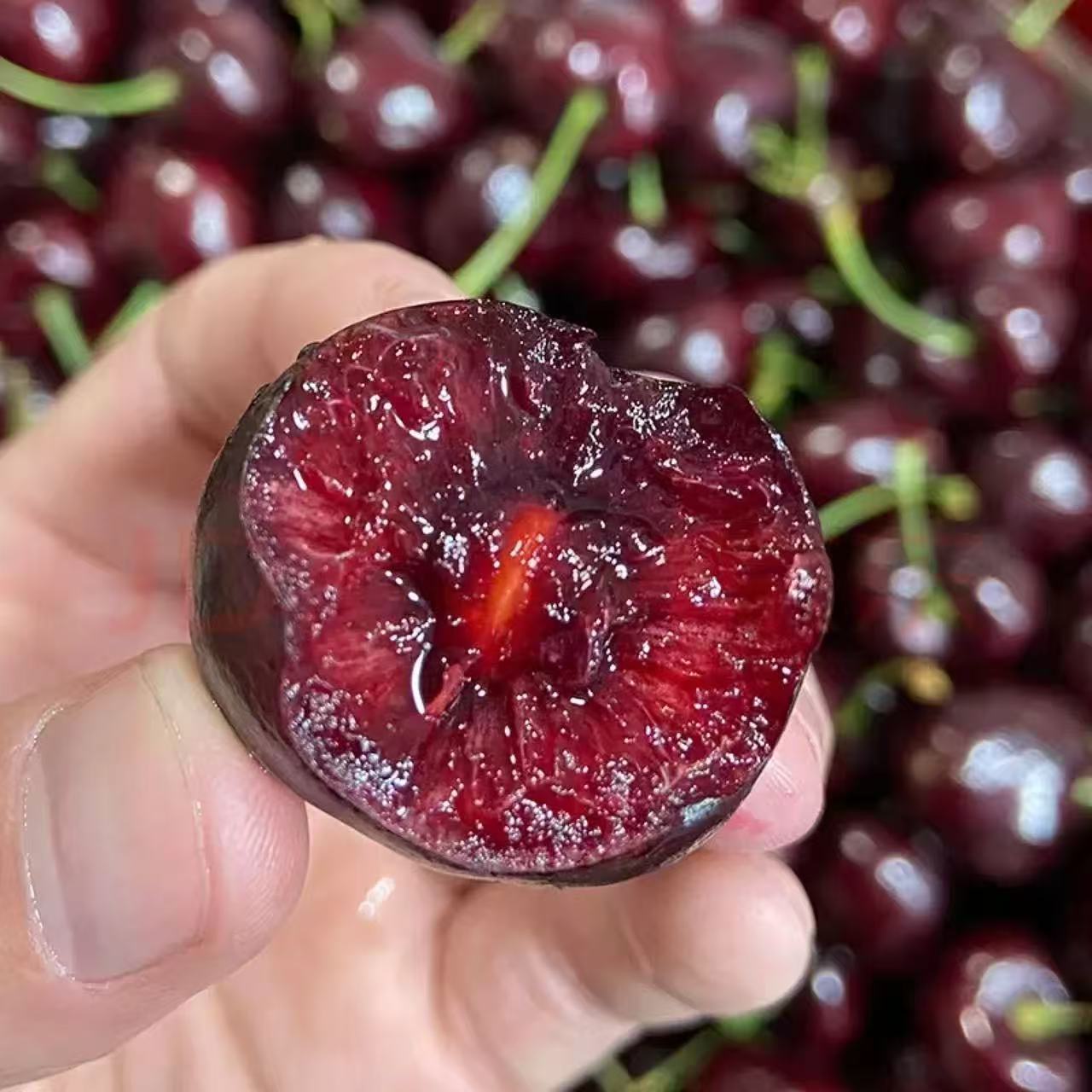 同城配送  海运 桑提娜单J车厘子2.5KG桑提娜智利