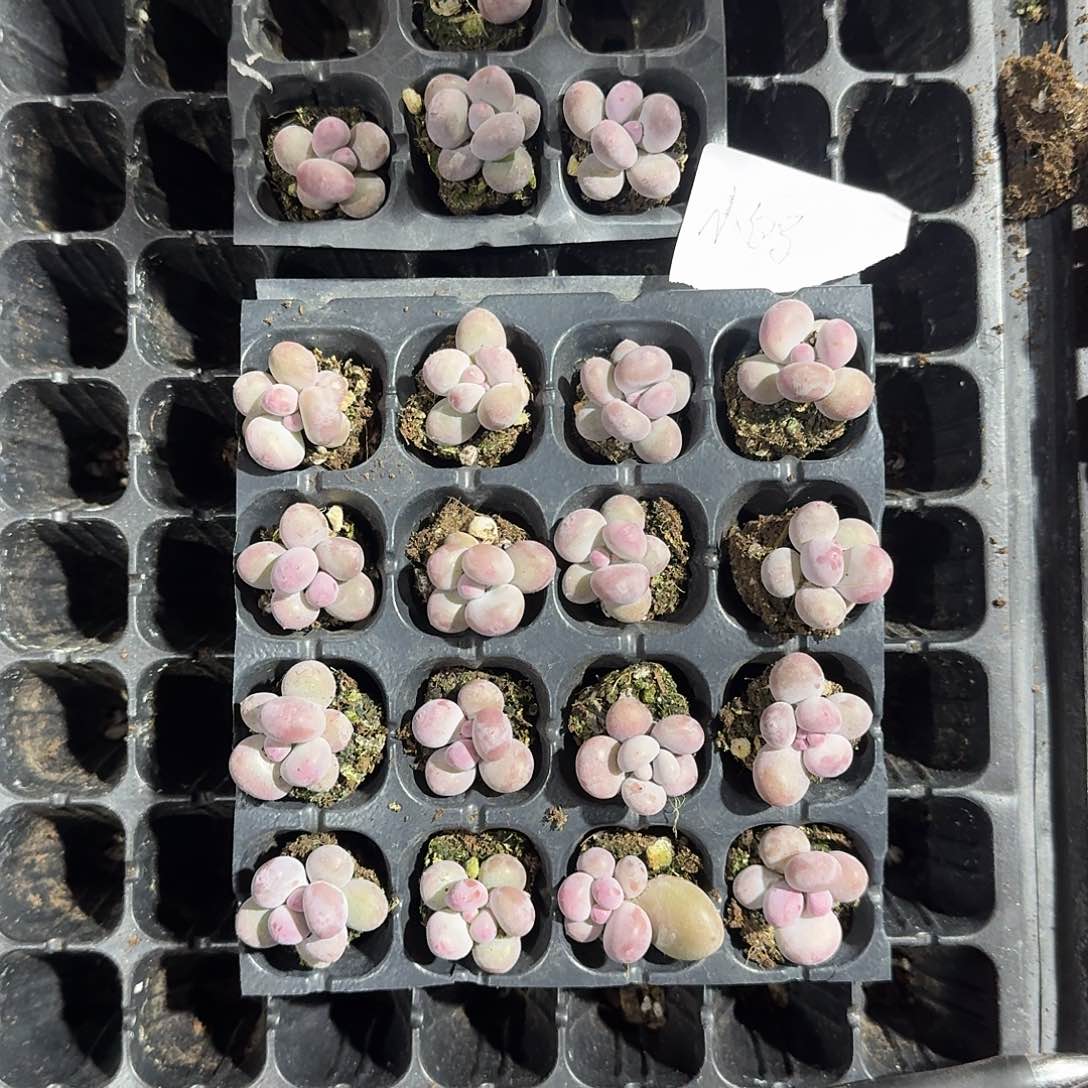 小白马一物一拍专拍