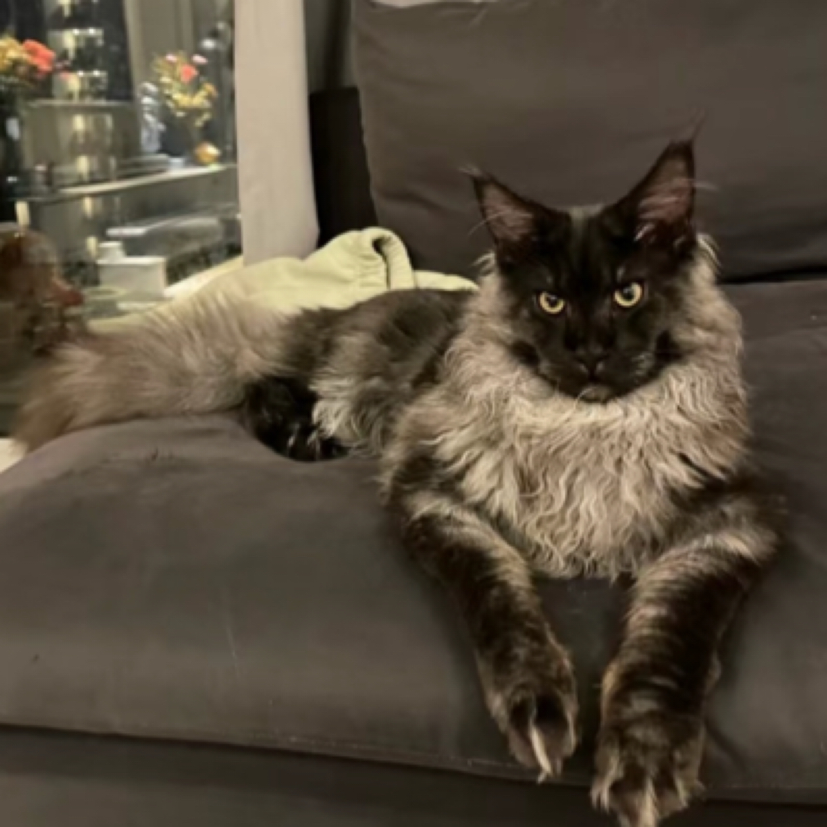 PM银虎烟灰红虎凯米尔棕虎纯白纯蓝纯黑玳瑁