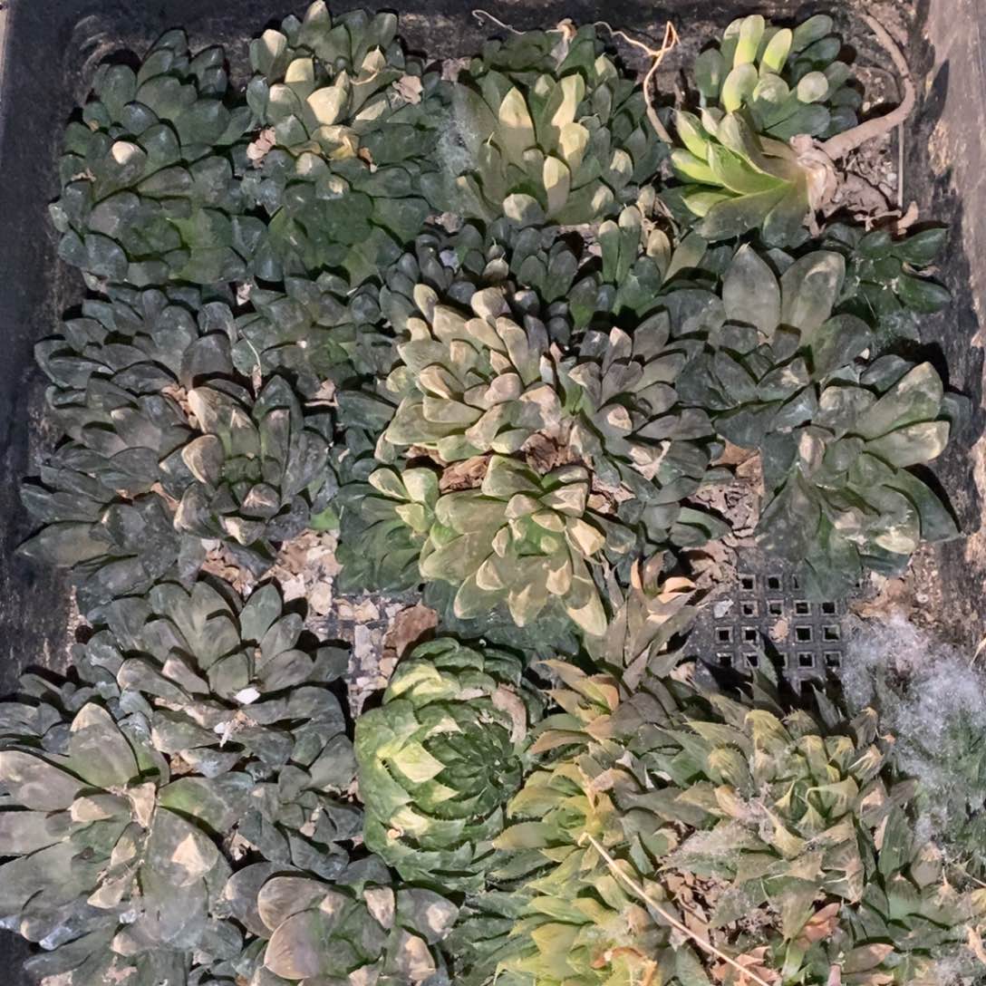 2435 一整筐全部 炸弹新粉福利